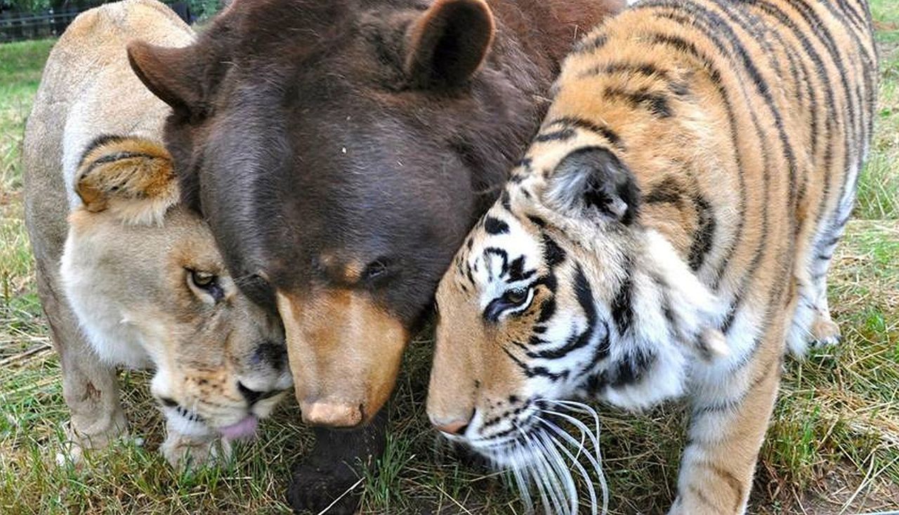 Niedźwiedź, lew i tygrys. Myślą, że są rodziną
