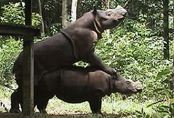 Nosorożec "strzelił bramkę"