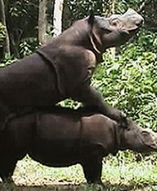 Nosorożec "strzelił bramkę"