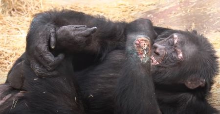 Szympans po narkotykach w norweskim zoo. "Jesteśmy w szoku"