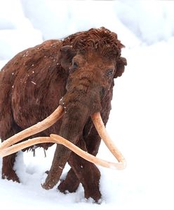 Kości mamuta w warszawskim metrze. Znalezisko ma ponad 100 tys. lat