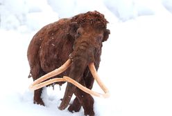 Kości mamuta w warszawskim metrze. Znalezisko ma ponad 100 tys. lat