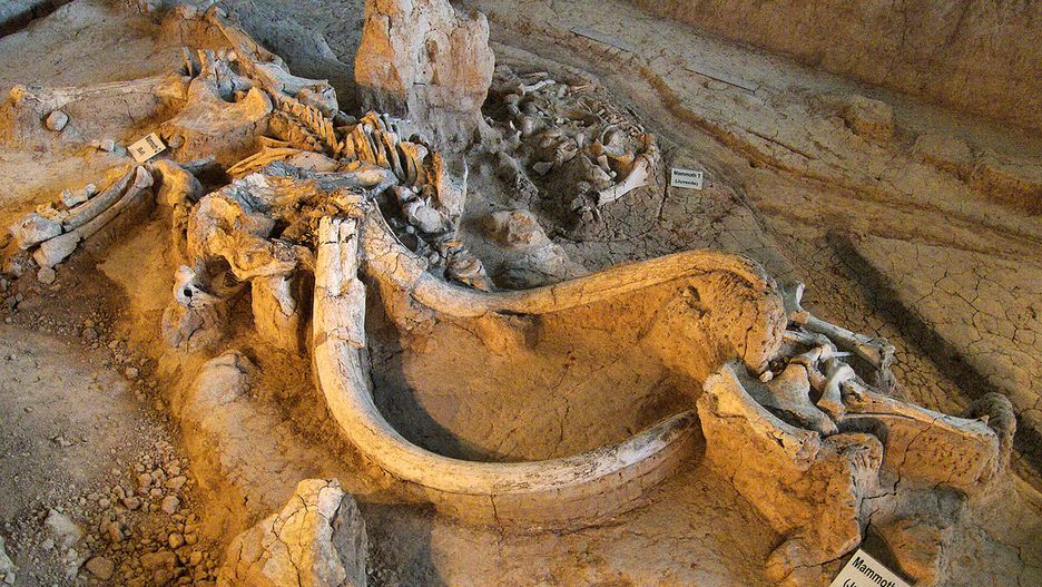 Wśród 24 mamutów kolumbijskich znalazły się młode i dorosłe
