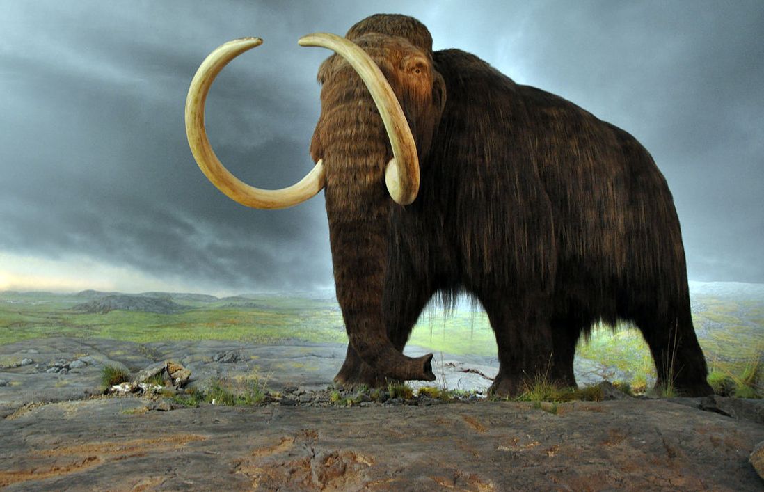 Człowiek polował na mamuty. Dowód znaleziono w Polsce