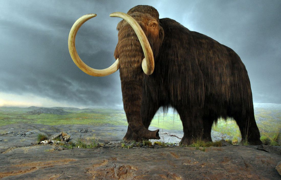 #Mamut włochaty - WP Tech