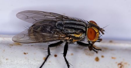 Wyjmij z portfela kilka groszy. Ten trik na muchy sprawdzi się w domu i ogrodzie