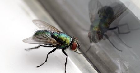 Muchy domowe pokonasz naturalnymi zapachami. Zapomnij o lepiących się łapkach