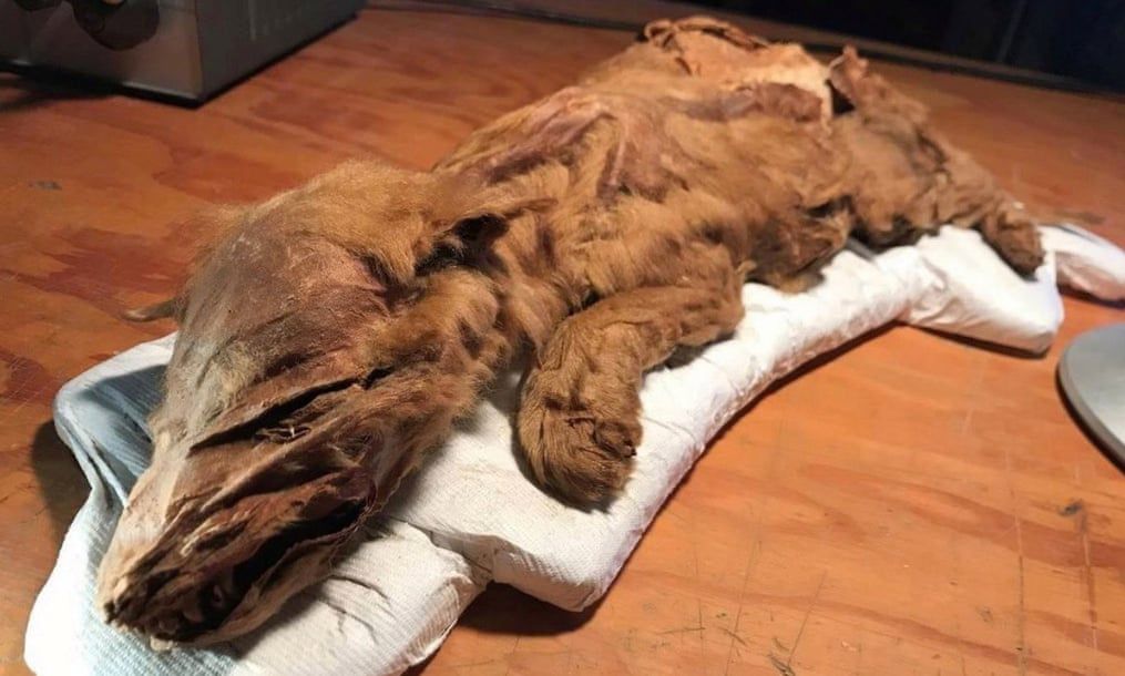 Mumia wilka z epoki lodowcowej. Zwierzę żyło co najmniej 50 tys. lat temu