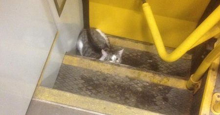 Niecodzienny pasażer tramwaju