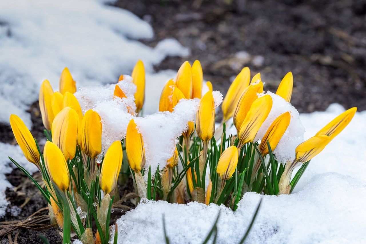 kwiaty cebulowe rosną w środku zimy, fot. Unsplash