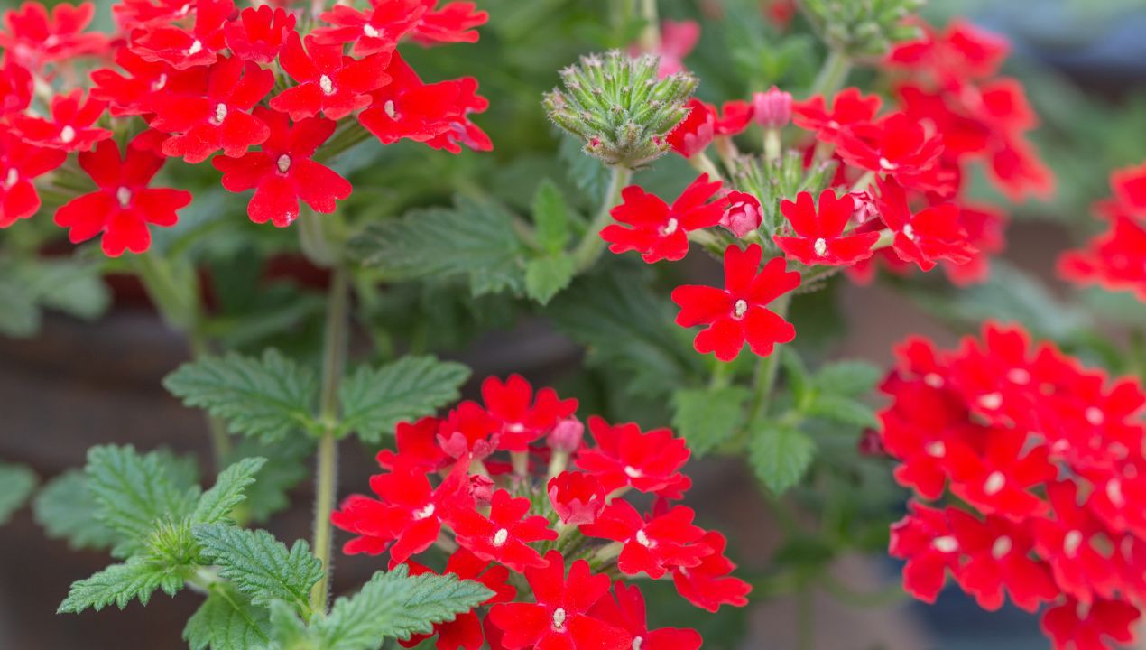 co zamiast pelargonii na balkon fot. getty images