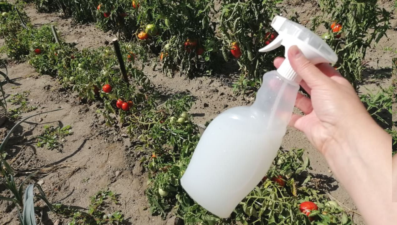 Did You Know That You Can Use Milk as a Fertilizer in the Garden? Plants Will Thank You for It