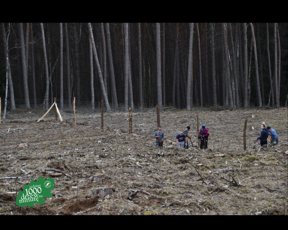 27 milionów nowych drzew posadzą w pilskich lasach w 2019 roku