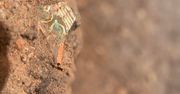 Archeologiczne odkrycie w Pile: Pierwsze rumowisko dokumentujące budownictwo przed wielkim pożarem miasta