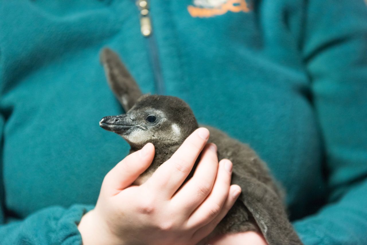 Nowy mieszkaniec wrocławskiego zoo. "Jego puchatość" pingwin przylądkowy