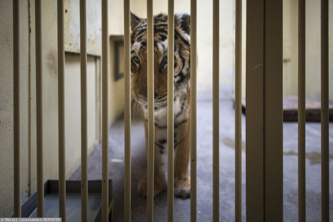 Tygrysy w poznańskim zoo. Zebrano milion złotych dla zwierząt