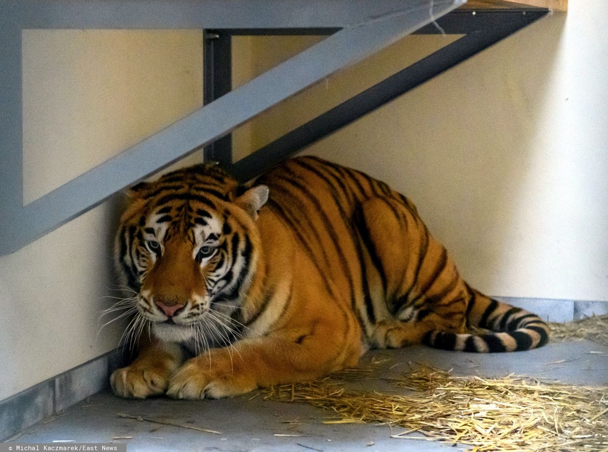 Tygrysy w poznańskim zoo są w złym stanie. Chodzi o ich psychikę