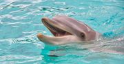 Pożar delfinarium w Rosji