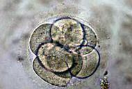 Naukowiec i biskup o klonowaniu