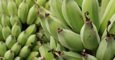 Banan - egzotyczny ziemniak