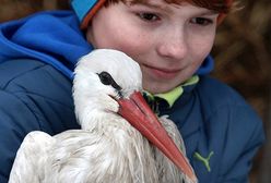 13-letni Kamil uratował życie bocianowi Stefanowi