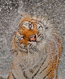 Najlepsze zdjęcia National Geographic 2012