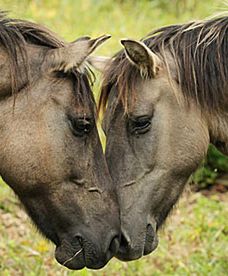 Eksperyment mazurskich leśników