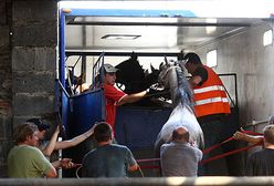 Konie z Prądzewa doczekały się pomocy