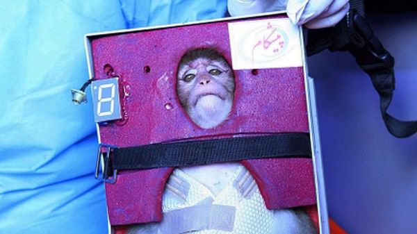 Lot małpy w kosmos może być fałszerstwem