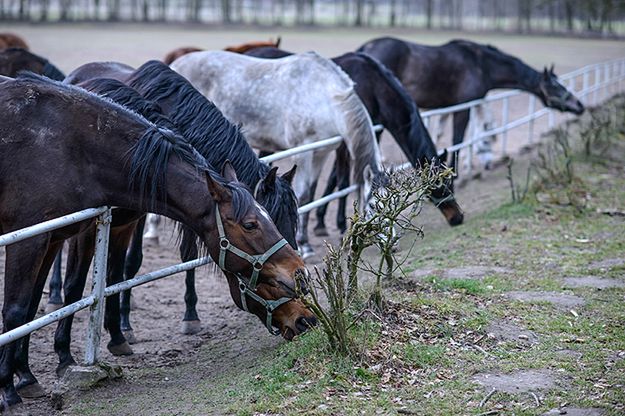 Śledztwo ws. aukcji koni arabskich Pride of Poland w Janowie Podlaskim przedłużone