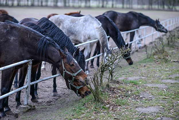 Śledztwo ws. aukcji koni arabskich Pride of Poland w Janowie Podlaskim przedłużone