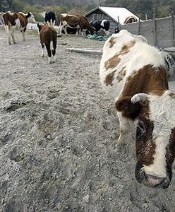 Kraina pokryta pyłem