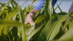 Niezwykły sposób na wykorzystanie pola kukurydzy