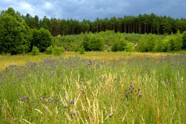 Bory Tucholskie (fot. Tomasz Kubis / Fotolia.com) 