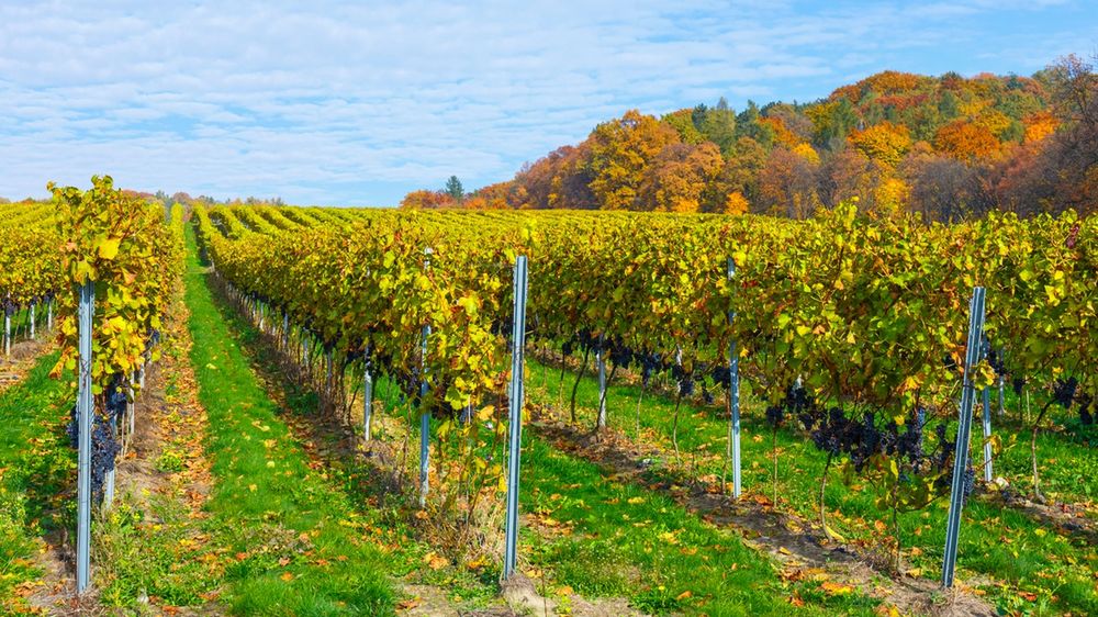 Poza uprawą winnice oferują biesiady, degustacje i zwiedzanie. 