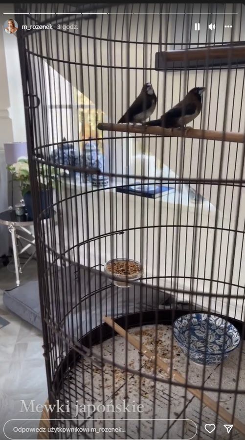 Małgorzata Rozenek pokazała mewki japońskie