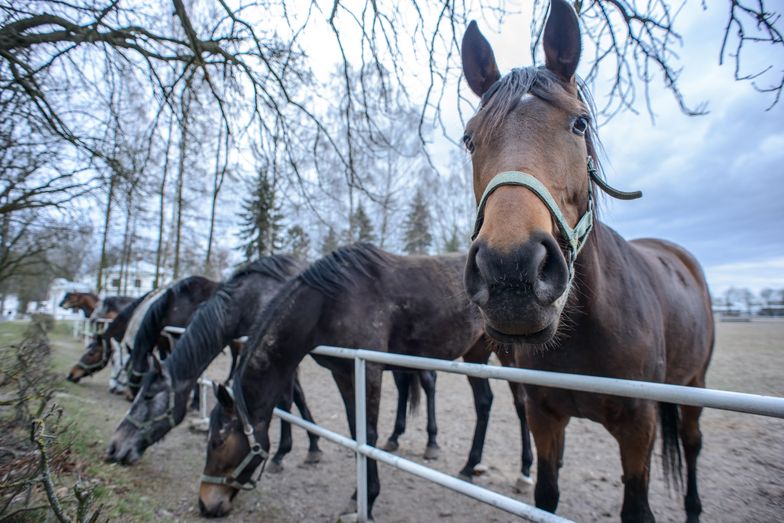Jeszcze w 2015 roku państwowe stadniny sprzedały konie za 4 mln euro. 