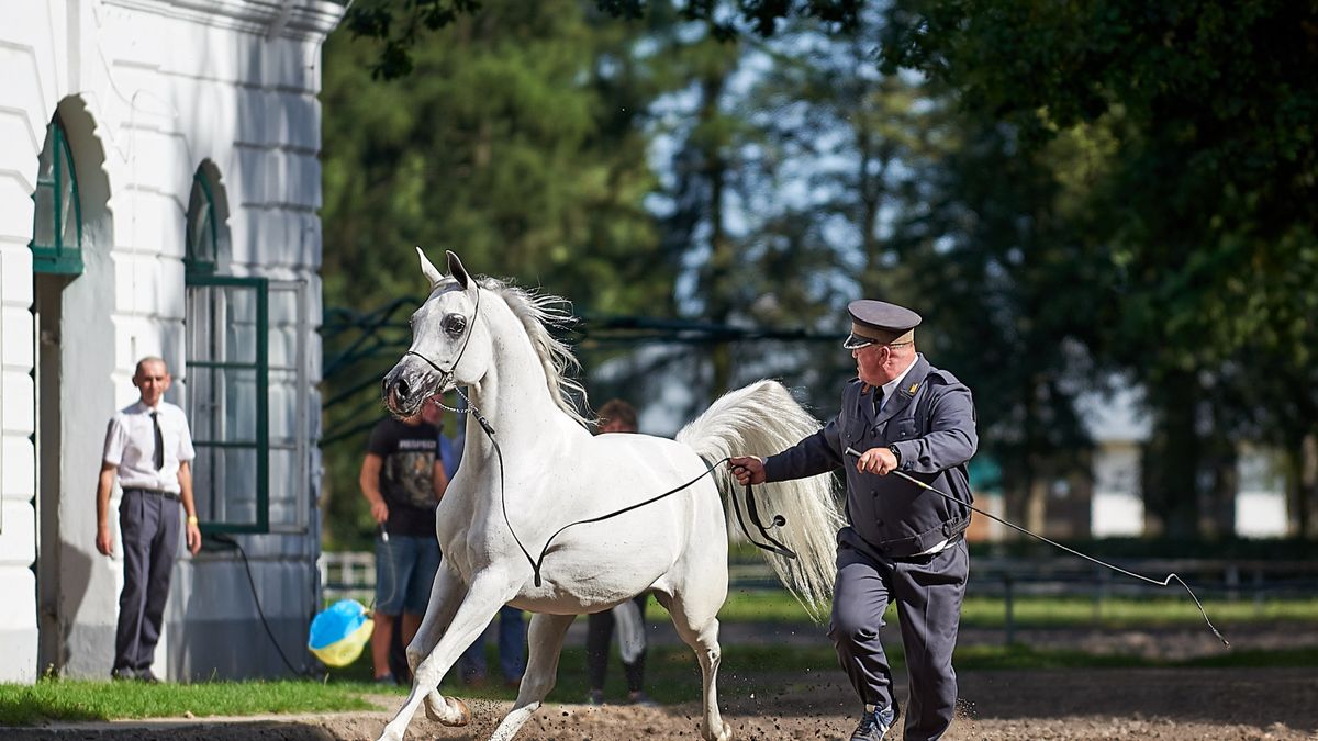 Rząd chciał dołożyć 5 mln zł z budżetu państwa do stadniny w Janowie Podlaskim