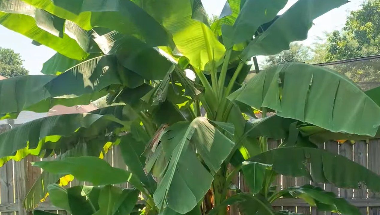 Jak uprawiać bananowca? fot. Youtube/PlantFanatics