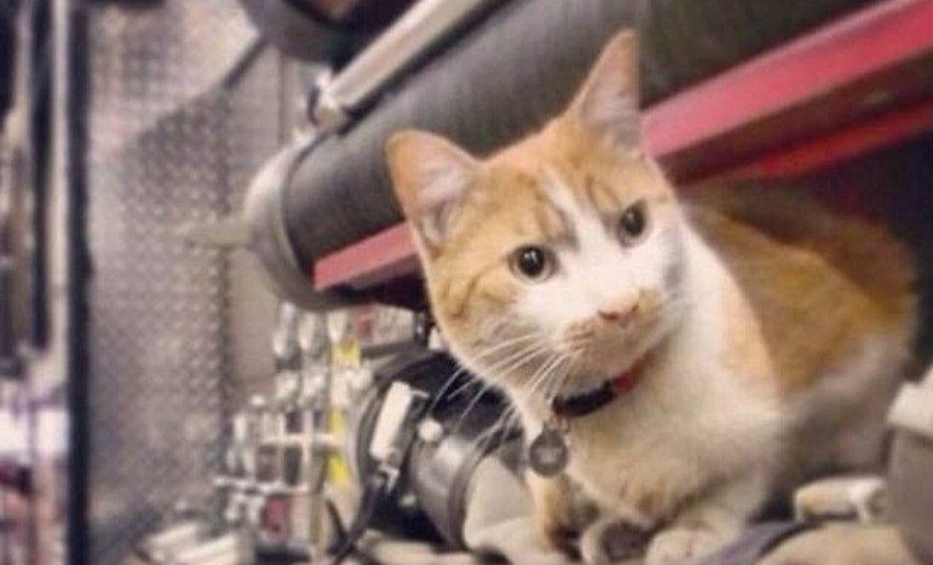 Jedyny taki kot - strażak