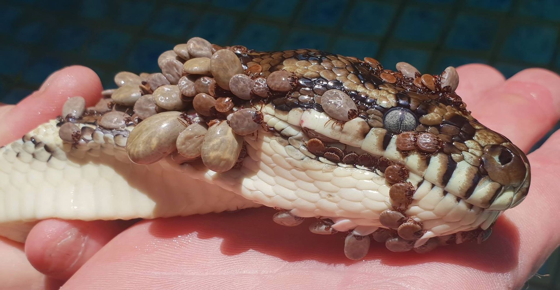 500 kleszczy na wężu. Australijczyk uratował gada