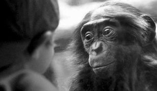 Naczelne rodem z kamasutry. Oto bonobo