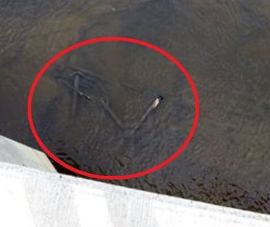 Warszawa. Koniec lata i koniec sezonu na hulajnogi, są porzucane w całym mieście