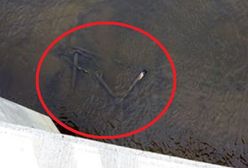 Warszawa. Koniec lata i koniec sezonu na hulajnogi, są porzucane w całym mieście