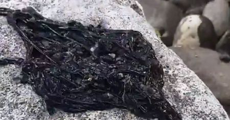 Niezidentyfikowana maź na skale. Ludzie myślą, że postać ze Spider-Mana