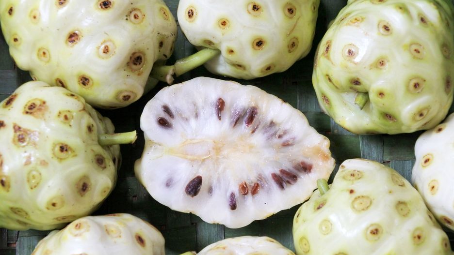 Owoc noni to inaczej morwa indyjska