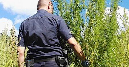 Setka krzewów konopi pod nosem uczniów. Rosły tuż obok szkoły