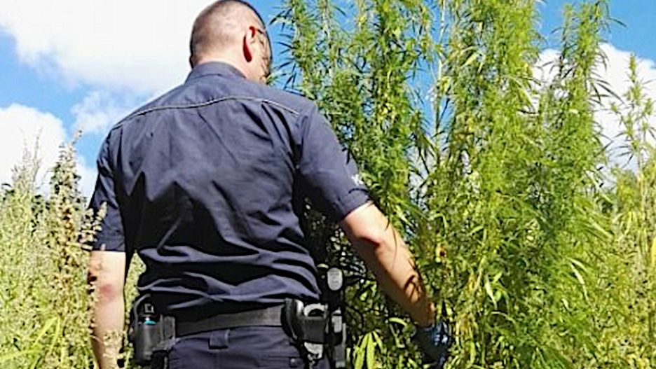 Niektóre z krzewów konopi indyjskich osiągały ponad dwa metry wysokości