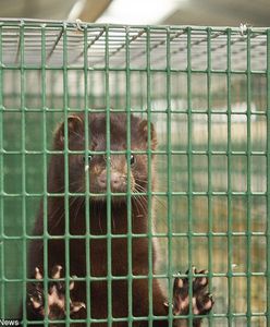 Zakaz hodowli zwierząt futerkowych. Przepisy sprzeczne z UE?