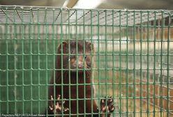 Minister rolnictwa chce wycofać reformę. Prezes Kaczyński nie będzie zadowolony